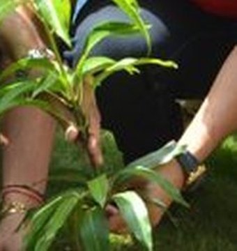 Replanter les forêts brûlées